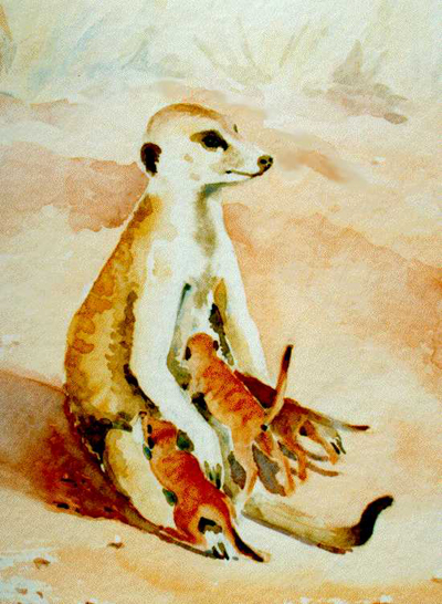 Bild Erdmännchen von Uli Aschenborn